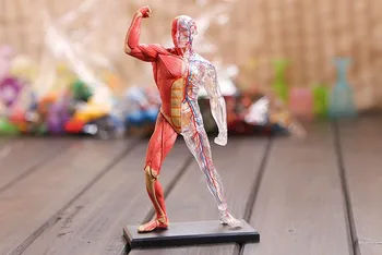 4D Surinktas žmogaus raumenų anatomijos modelis Anatominis modelis Medicinos modelis Žmogaus anatomija Dervos amatai Helovino dekoracijos Amatai